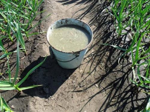 Как сделать жидкое удобрение из коровьего навоза. Что такое коровяк: отличие от свежего навоза