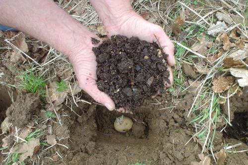 Какие цветы любят навоз. Что удобряют навозом весной