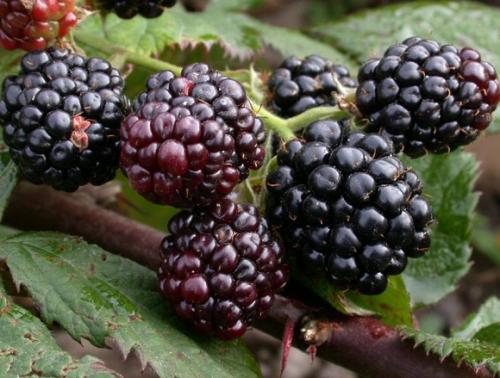 Как сделать жидкое удобрение из коровьего навоза. Что такое коровяк: отличие от свежего навоза