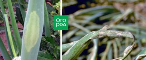 Какие болезни и вредители могут поражать лук репчатый Банко F1, и как с ними бороться. Пероноспороз (ложная мучнистая роса)