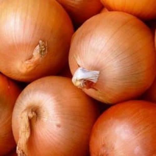 Как использовать лук-севок сибирский золотистый в кулинарии. Неприхотливый гибрид лука отечественного производства «Золотистый Семко»