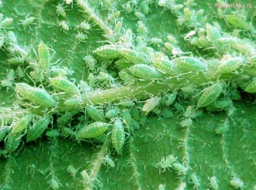 Обработка сливы от вредителей. Обработка сливы