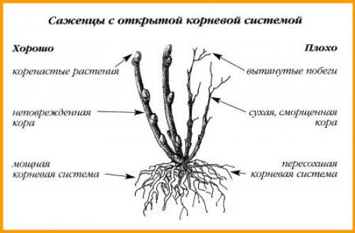 Посадка сливы весной в открытый грунт. Осенью 10 Посадка сливы весной в открытый грунт. Осенью 10