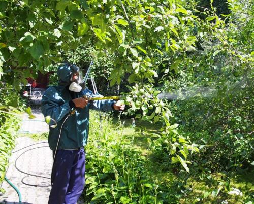 Чем обработать яблони и сливы весной. Обработка сливы ранней весной от вредителей и болезней: чем и как опрыскивать