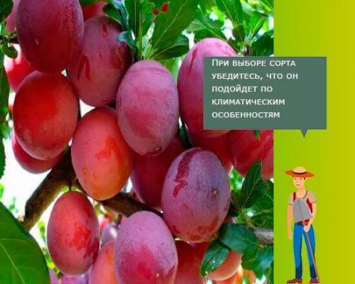 Уход за молодыми саженцами сливы. Какой сорт лучше выбрать