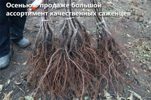 Посадка сливы в июле. Осенью