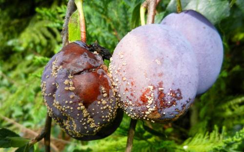 Обработка сливы от вредителей. Обработка сливы