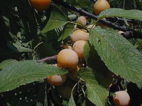 Посадка и уход за сливами. Основы посадки сливы 09 Посадка и уход за сливами. Основы посадки сливы 09