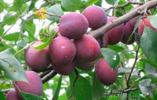 Можно ли сажать сливу одну. Посадка саженцев сливы