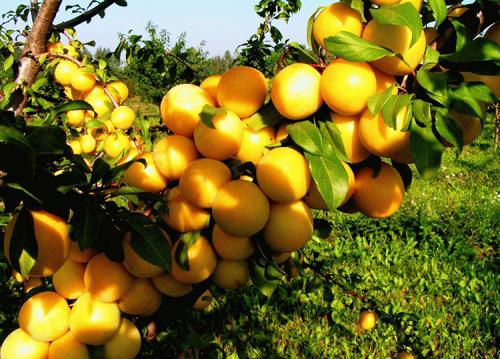 Посадка сливы летом. Выращивание сливы: советы от опытных садоводов