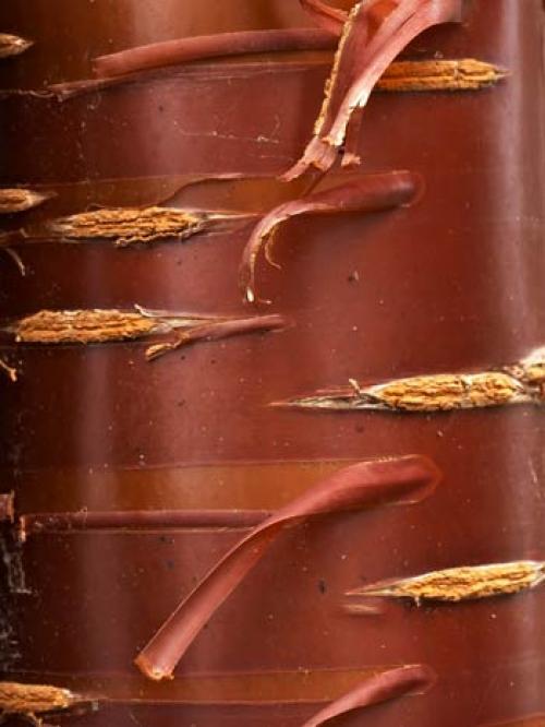 Посадка и уход за сливами. Основы посадки сливы 17 Посадка и уход за сливами. Основы посадки сливы 17