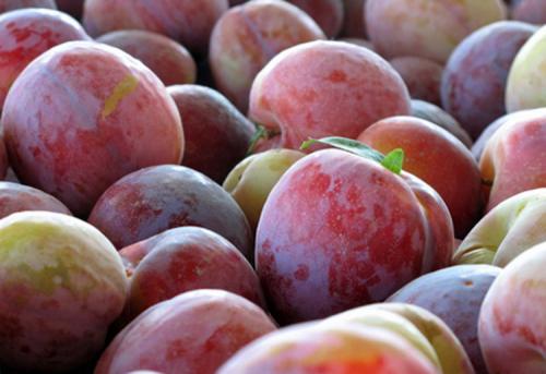 Посадка сливы летом. Выращивание сливы: советы от опытных садоводов