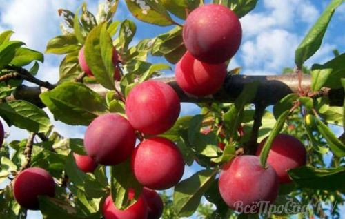 Можно ли сажать сливу одну. Посадка саженцев сливы