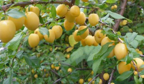 Посадка сливы летом. Выращивание сливы: советы от опытных садоводов