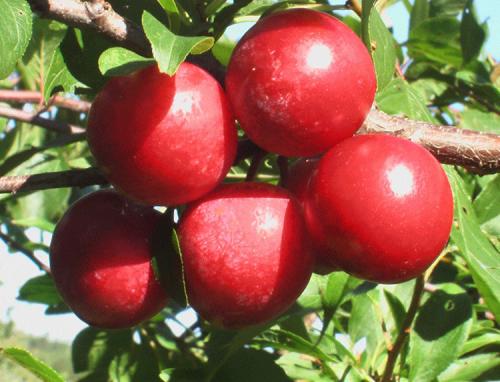 Посадка сливы летом. Выращивание сливы: советы от опытных садоводов