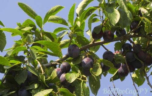 Можно ли сажать сливу одну. Посадка саженцев сливы