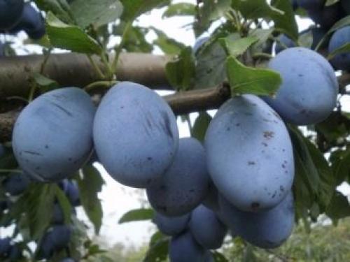 Чернослив поздний описание сорта. Особенности сорта сливы чернослив 10