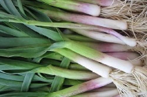 Как вырастить чеснок в воде. Выгонка чеснока на зелень