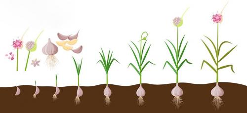 Как вырастить крупный чеснок. Сроки посадки 07 Как вырастить крупный чеснок. Сроки посадки 07