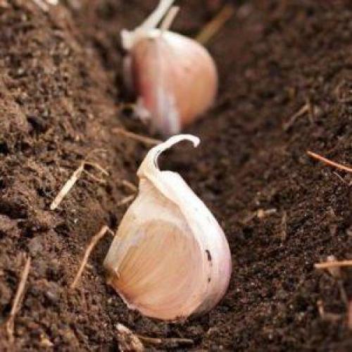 Как вырастить чеснок в промышленных масштабах. Секреты эффективного выращивания чеснока в домашних условиях и промышленных масштабах в качестве бизнеса