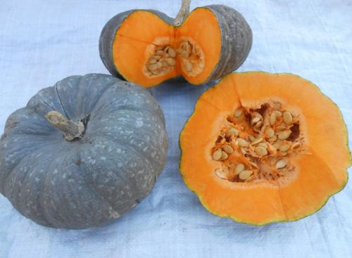 Тыква сорта. Сорта тыквы 2022 года — описание с фото