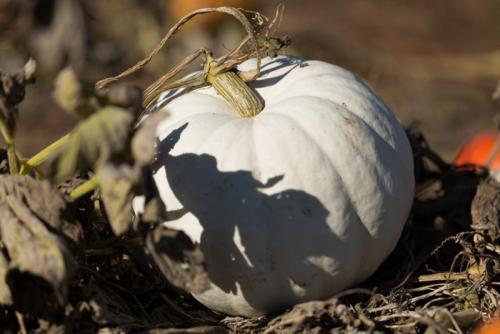 Тыква сорта. Сорта тыквы 2022 года — описание с фото