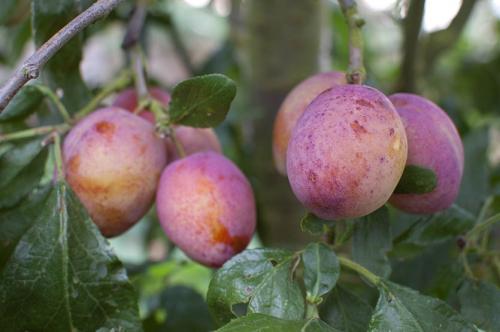 Посадка сливы по пунктам!