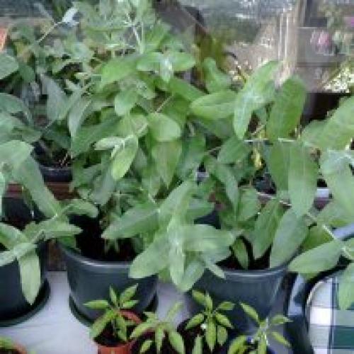 Комнатный эвкалипт. Описание растения