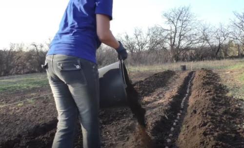 Когда лучше удобрять огород навозом осенью или весной. Десять советов по использованию удобрений 05 Когда лучше удобрять огород навозом осенью или весной. Десять советов по использованию удобрений 05