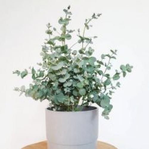 Комнатный эвкалипт. Описание растения