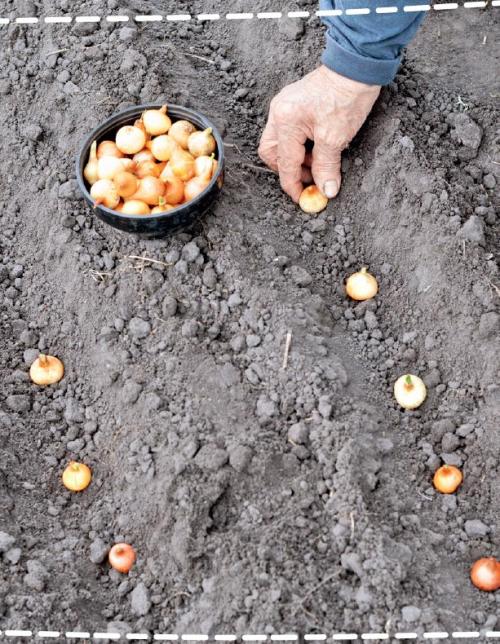 Сколько времени требуется для созревания лука-севка сибирского. Выращивание репчатого лука