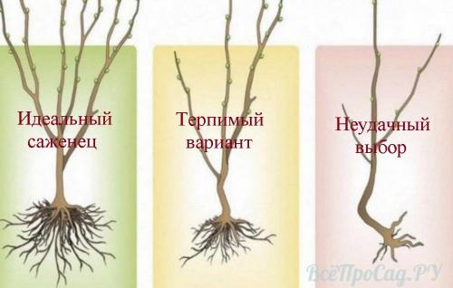 Как посадить молодую сливу. Посадка саженцев сливы