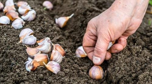 Можно ли посадить озимый чеснок весной, как яровой и как это сделать?