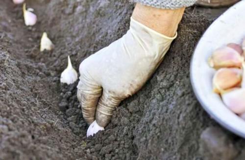 Когда и как сажать чеснок весной и под зиму. Подготовительные работы 01