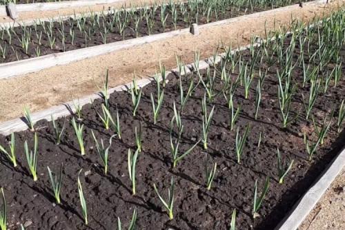 Когда и как сажать чеснок весной и под зиму. Подготовительные работы 02