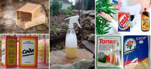 Мучнистая роса на комнатных растениях