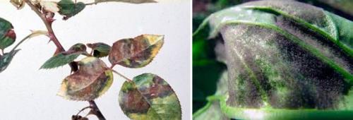 Мучнистая роса на комнатных растениях