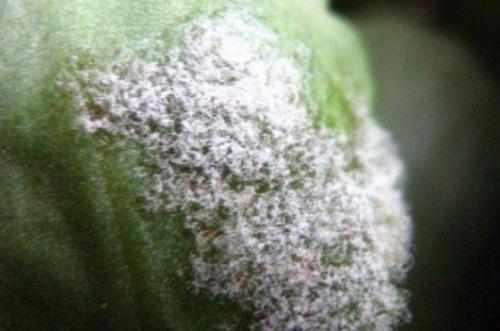 На каланхоэ липкий налет. Основные болезни каланхоэ, лечение в домашних условиях