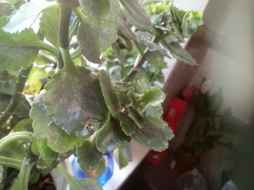 Белый налет на листьях каланхоэ, что это и как избавиться. Болезни каланхоэ и их лечение