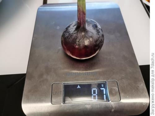 Как проверить качество семян лука Ялтинского перед посевом. Ялтинский лук. Окончание тестирования