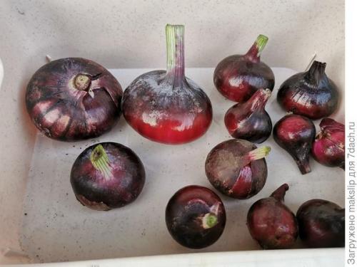 Как проверить качество семян лука Ялтинского перед посевом. Ялтинский лук. Окончание тестирования