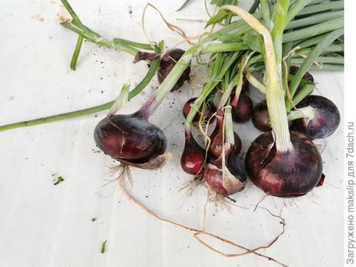 Как проверить качество семян лука Ялтинского перед посевом. Ялтинский лук. Окончание тестирования