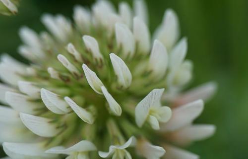 Тип корневой системы клевера ползучего. Описание и фото клевера ползучего