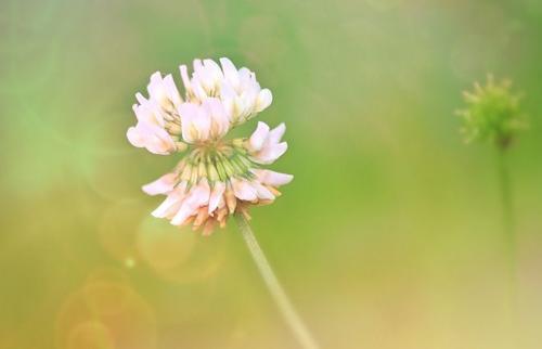 Тип корневой системы клевера ползучего. Описание и фото клевера ползучего