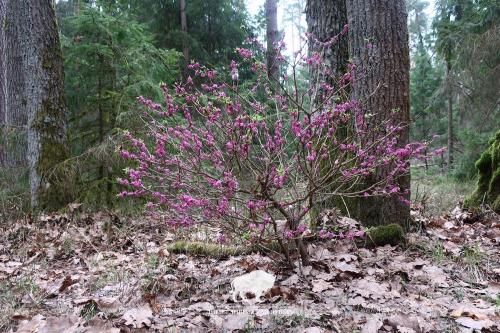 Кустарник волчье лыко ядовитое растение. Как выглядит волчье лыко 01