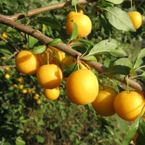 Сорта чернослива для средней полосы. Характеристики фруктов 15 Сорта чернослива для средней полосы. Характеристики фруктов 15