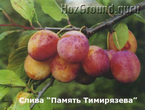 Лучшие сорта желтой сливы для средней полосы. ТОП-22 лучших сорта сливы и алычи для Подмосковья и средней полосы России