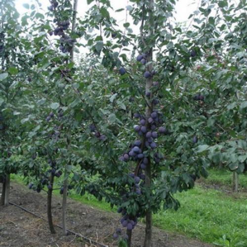 Сорта чернослива для средней полосы. Характеристики фруктов 07