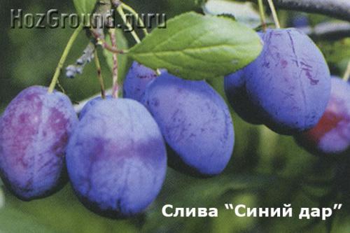 Лучшие сорта желтой сливы для средней полосы. ТОП-22 лучших сорта сливы и алычи для Подмосковья и средней полосы России