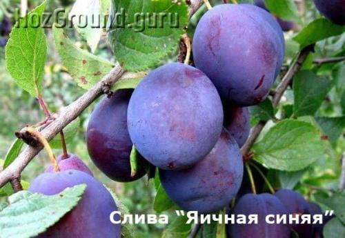 Лучшие сорта желтой сливы для средней полосы. ТОП-22 лучших сорта сливы и алычи для Подмосковья и средней полосы России